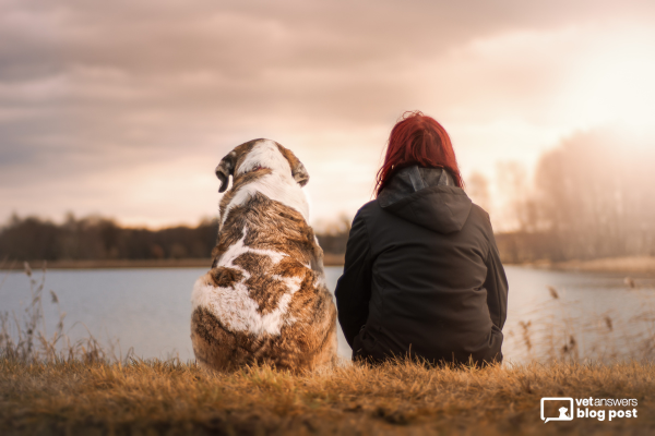 Revolutionizing Pet Cancer Care: Advancements in Veterinary Oncology